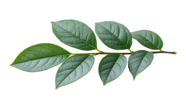 Fresh green leaves on a branch isolated on a white background.