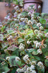 秋色に広がるヒメツルソバの可憐な群生