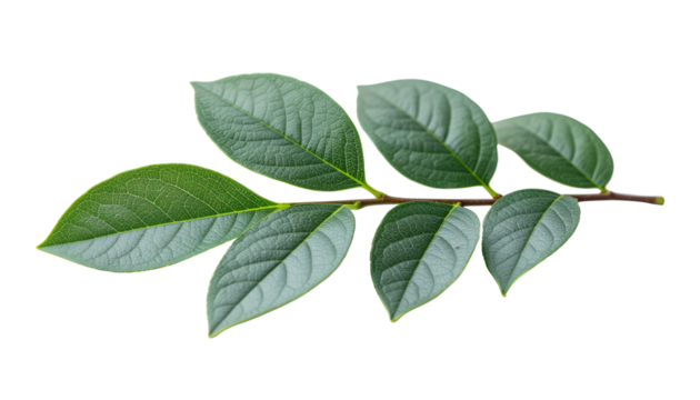 Fresh green leaves on a branch isolated on white background 5.