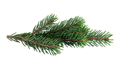 Fresh green spruce branch isolated on a clean white background.