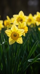 Obraz premium Bright yellow daffodil flowers herald the arrival of spring, showcasing fresh green stems and delicate petals under the warm sunlight ,bloom ,natural ,botanical