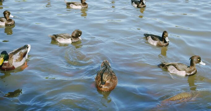 Ducks and Fishes Swimming Together in Slow Motion
