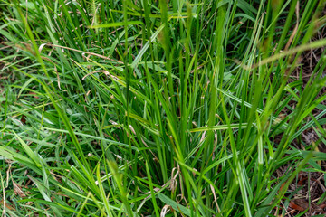 Rhynchospora caduca, anglestem beaksedge, is a species of flowering plant in the sedge family (Cyperaceae). Poamoho Trail, Wahiawa, Honolulu, Oahu, Hawaii. Koʻolau Range ( shield volcano )	 