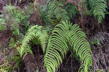 Diplopterygium pinnatum, iplopterygium is a genus of ferns in the family Gleicheniaceae. Poamoho Trail, Wahiawa, Honolulu, Oahu, Hawaii. Koʻolau Range ( shield volcano )