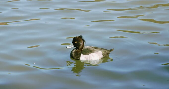 Tufted Duck Swimming on Calm Water