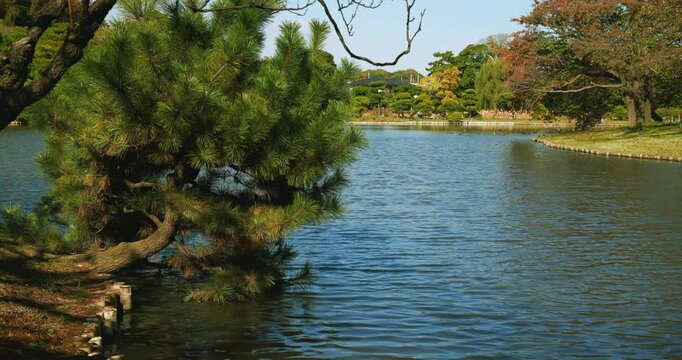 Wild Duck Floating on Pond Surface