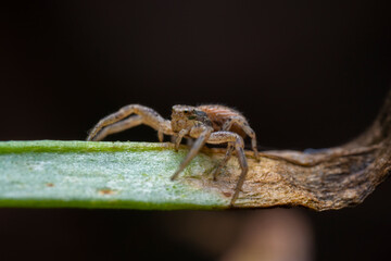 Close up photo of a small jumping spider