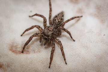 Furry Spider, Fuzzy Background