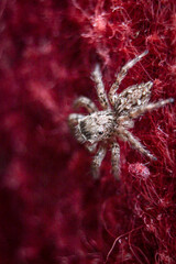 Eyes of the Jumper: Detailed Macro