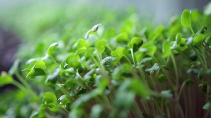 Sprout seeds grow into healthy micro leaves in bright indoor garden