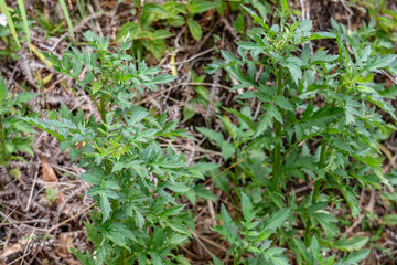 Erechtites valerianifolius, common name tropical burnweed is a New World species of plants in the sunflower family. Poamoho Trail, Wahiawa, Honolulu, Oahu, Hawaii. Koʻolau Range ( shield volcano )