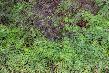 Odontosoria chinensis is a fern in the family Lindsaeaceae. lace fern. pala'ā, palae, or palapala'ā. Poamoho Trail, Wahiawa, Honolulu, Oahu, Hawaii. Koʻolau Range ( shield volcano )