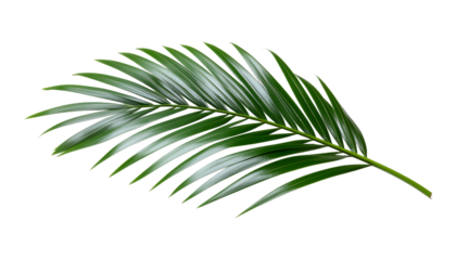 Single green palm leaf isolated on a white background perfect for tropical and natural themes.