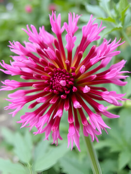 Detailansicht der rosa Monarda russeliana Blume oder Indianernessel