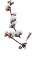 Snowcovered tree branch with delicate buds against a stark white background.