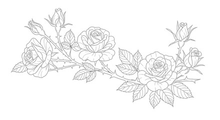 Detailed gray outline illustration of elegant roses with leaves and thorns blooming gracefully on