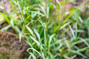 Setaria parviflora is a species of grass, marsh bristlegrass,  knotroot bristle-grass,  bristly foxtail and yellow bristlegrass. Poamoho Trail, Wahiawa, Honolulu, Oahu, Hawaii. Koʻolau Range 