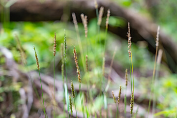 Setaria parviflora is a species of grass, marsh bristlegrass,  knotroot bristle-grass,  bristly foxtail and yellow bristlegrass. Poamoho Trail, Wahiawa, Honolulu, Oahu, Hawaii. Koʻolau Range 