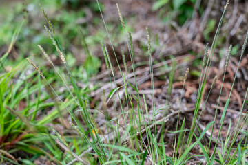 Setaria parviflora is a species of grass, marsh bristlegrass,  knotroot bristle-grass,  bristly foxtail and yellow bristlegrass. Poamoho Trail, Wahiawa, Honolulu, Oahu, Hawaii. Koʻolau Range 
