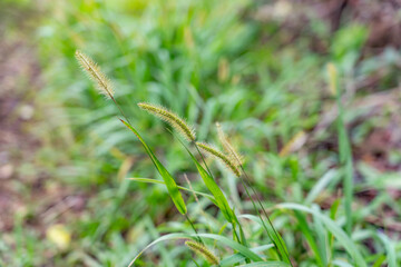 Setaria parviflora is a species of grass, marsh bristlegrass,  knotroot bristle-grass,  bristly foxtail and yellow bristlegrass. Poamoho Trail, Wahiawa, Honolulu, Oahu, Hawaii. Koʻolau Range 