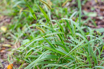Setaria parviflora is a species of grass, marsh bristlegrass,  knotroot bristle-grass,  bristly foxtail and yellow bristlegrass. Poamoho Trail, Wahiawa, Honolulu, Oahu, Hawaii. Koʻolau Range 