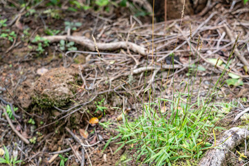 Setaria parviflora is a species of grass, marsh bristlegrass,  knotroot bristle-grass,  bristly foxtail and yellow bristlegrass. Poamoho Trail, Wahiawa, Honolulu, Oahu, Hawaii. Koʻolau Range 