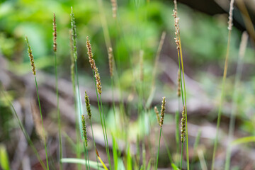 Setaria parviflora is a species of grass, marsh bristlegrass,  knotroot bristle-grass,  bristly foxtail and yellow bristlegrass. Poamoho Trail, Wahiawa, Honolulu, Oahu, Hawaii. Koʻolau Range 
