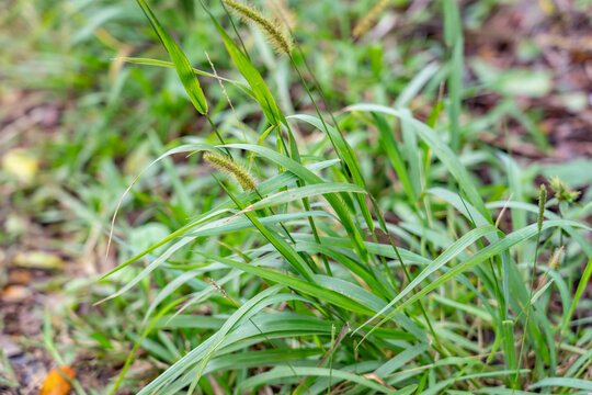 Setaria parviflora is a species of grass, marsh bristlegrass,  knotroot bristle-grass,  bristly foxtail and yellow bristlegrass. Poamoho Trail, Wahiawa, Honolulu, Oahu, Hawaii. Koʻolau Range 