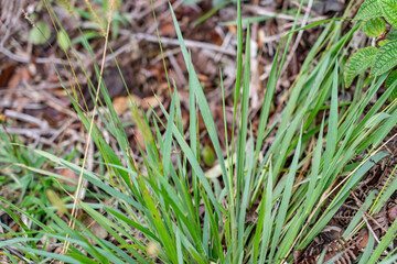 Setaria parviflora is a species of grass, marsh bristlegrass,  knotroot bristle-grass,  bristly foxtail and yellow bristlegrass. Poamoho Trail, Wahiawa, Honolulu, Oahu, Hawaii. Koʻolau Range 