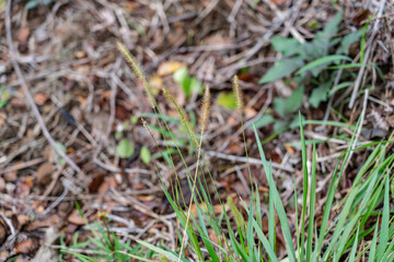 Setaria parviflora is a species of grass, marsh bristlegrass,  knotroot bristle-grass,  bristly foxtail and yellow bristlegrass. Poamoho Trail, Wahiawa, Honolulu, Oahu, Hawaii. Koʻolau Range 