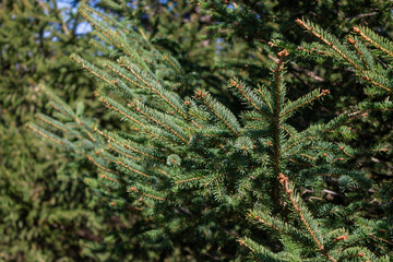 Close-Up of Evergreen Tree Branches in Natural Outdoor Light