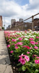 Fototapeta premium Close-Up of Pink Flowers Along Urban Concrete Pathway. Vibrant Flower Bed in an Urban Setting Video. Pink and White Flowers Against Blurred Street.