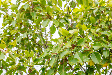 Cheirodendron trigynum, ʻŌlapa or common cheirodendron, is a species of flowering plant in the ginseng family, Araliaceae. Poamoho Trail, Wahiawa, Honolulu, Oahu, Hawaii. Koʻolau Range 