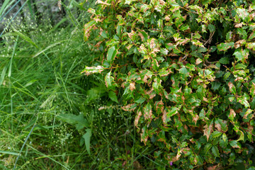 環境ストレスを受けた庭木のリアルな姿