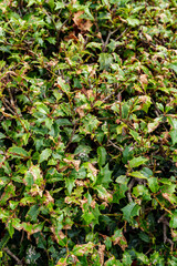 枯れた葉が目立つ生け垣のクローズアップ