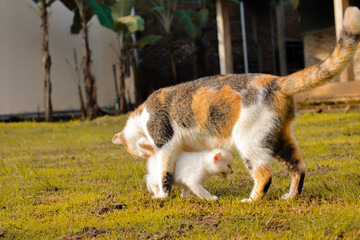 Mother cat protecting her kitten walking on the grass outdoors in the backyard