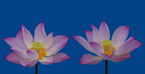 pink lotus flower isolated on blue