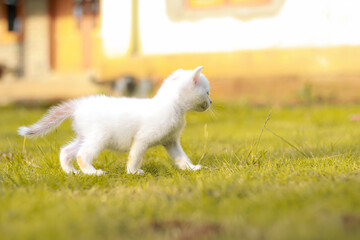 Curious white kitten exploring the world one paw step at a time in the garden