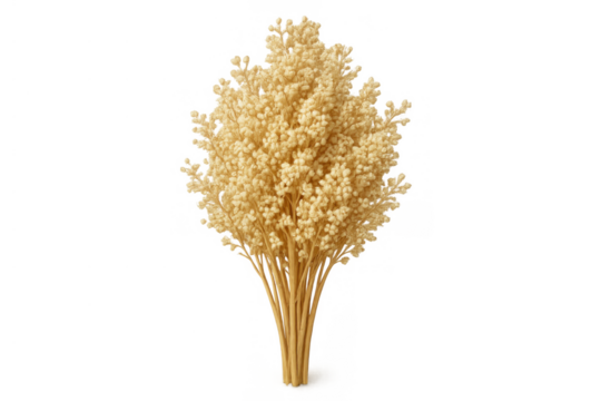 Dried ornamental seeds bouquet, natural neutral decor, rustic botanical element with transparent background