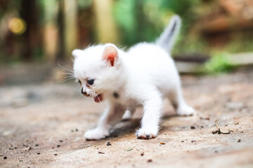 Adorable white kitten with expressive face exploring the outdoor environment