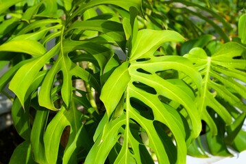 close-up of vibrant green Monstera deliciosa leaves in a bright sunny day