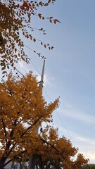 red and yellow, fall, autumn,leaves, nature, sky,leaf,season,가을 계절 낙엽 풍경