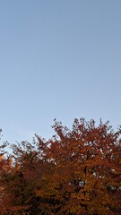 red and yellow, fall, autumn,leaves, nature, sky,leaf,season,가을 계절 낙엽 풍경