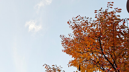 red and yellow, fall, autumn,leaves, nature, sky,leaf,season,가을 계절 낙엽 풍경