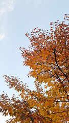 red and yellow, fall, autumn,leaves, nature, sky,leaf,season,가을 계절 낙엽 풍경