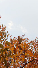 red and yellow, fall, autumn,leaves, nature, sky,leaf,season,가을 계절 낙엽 풍경