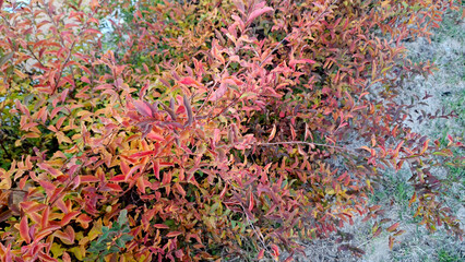 red and yellow, fall, autumn,leaves, nature, sky,leaf,season,가을 계절 낙엽 풍경