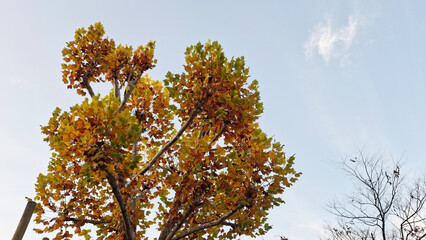 red and yellow, fall, autumn,leaves, nature, sky,leaf,season,가을 계절 낙엽 풍경