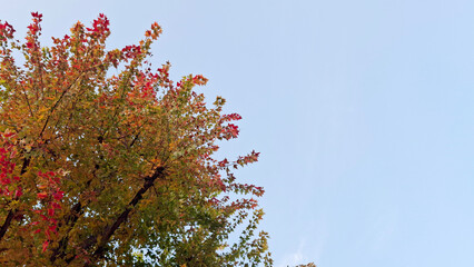 red and yellow, fall, autumn,leaves, nature, sky,leaf,season,가을 계절 낙엽 풍경