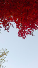 red and yellow, fall, autumn,leaves, nature, sky,leaf,season,가을 계절 낙엽 풍경